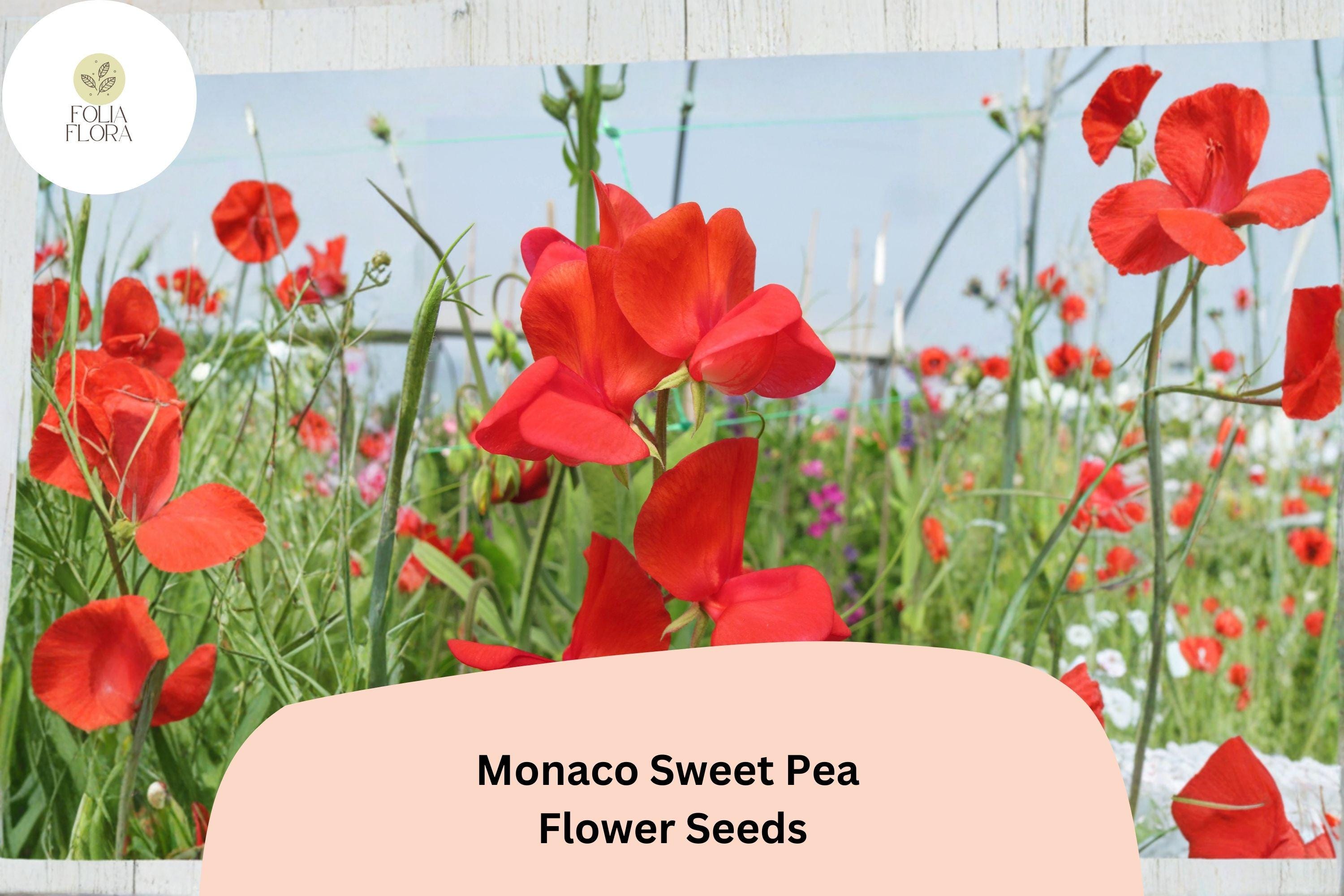 Monaco Sweet Pea Seeds | Orange Lathyrus odoratus Tall Climbing Flower Vine (50+ Seeds)