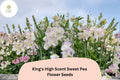 King’s High Scent Sweet Pea Seeds | Lathyrus odoratus Climbing Flower Seeds for Garden, Fragrant Blooms, Mixed Colors, 50+ Seeds