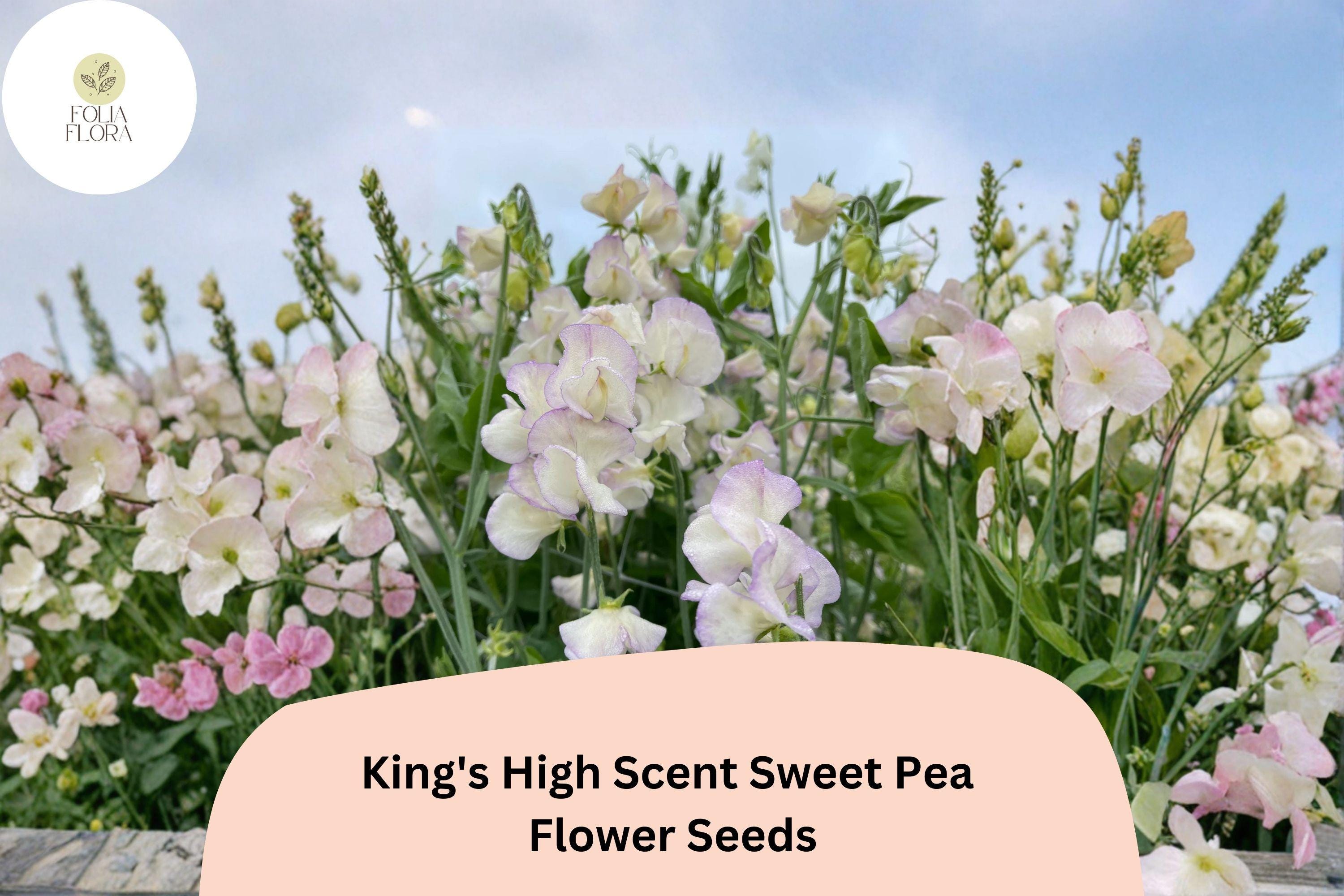 King’s High Scent Sweet Pea Seeds | Lathyrus odoratus Climbing Flower Seeds for Garden, Fragrant Blooms, Mixed Colors, 50+ Seeds