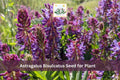 Astragalus bisulcatus Seeds | Twogroove Milkvetch Perennial Wildflower | Native North American Plant for Meadow & Drought Tolerance