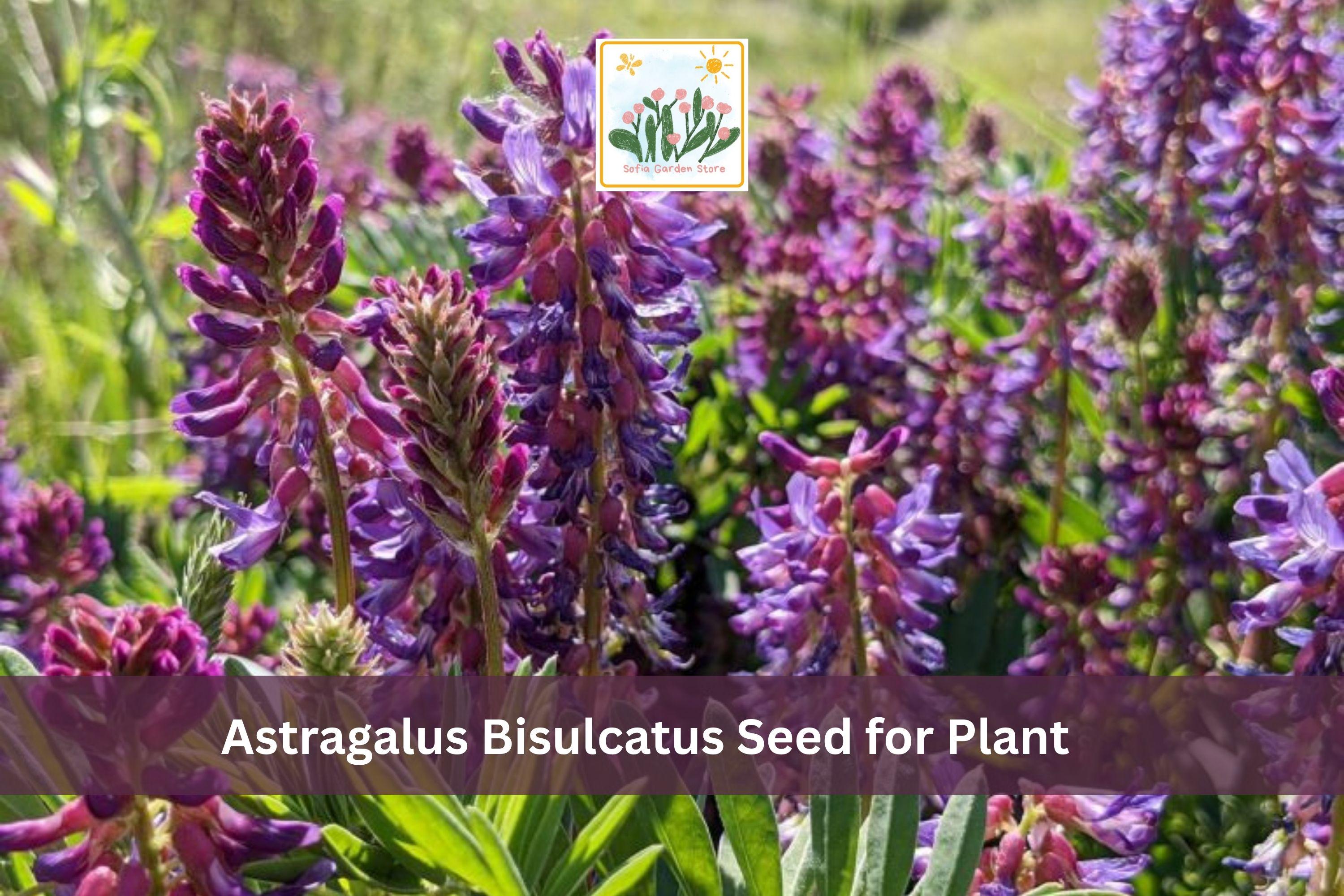 Astragalus bisulcatus Seeds | Twogroove Milkvetch Perennial Wildflower | Native North American Plant for Meadow & Drought Tolerance