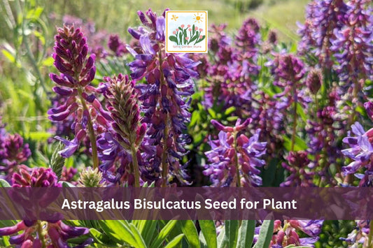 Astragalus bisulcatus Seeds | Twogroove Milkvetch Perennial Wildflower | Native North American Plant for Meadow & Drought Tolerance