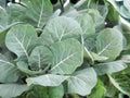 Champion Collards Seeds – Heirloom Southern Greens with Large Tender Leaves, Heat & Cold Tolerant, 500 Seeds