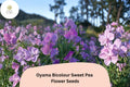 Oyama Bicolour Sweet Pea Seeds | Lathyrus odoratus Tall Climbing Flower Vine (50+ Seeds)