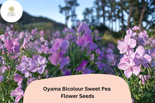 Oyama Bicolour Sweet Pea Seeds | Lathyrus odoratus Tall Climbing Flower Vine (50+ Seeds)