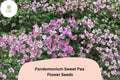 Pandemonium Sweet Pea Seeds | Lathyrus odoratus Climbing Flower Vine (50+ Seeds)