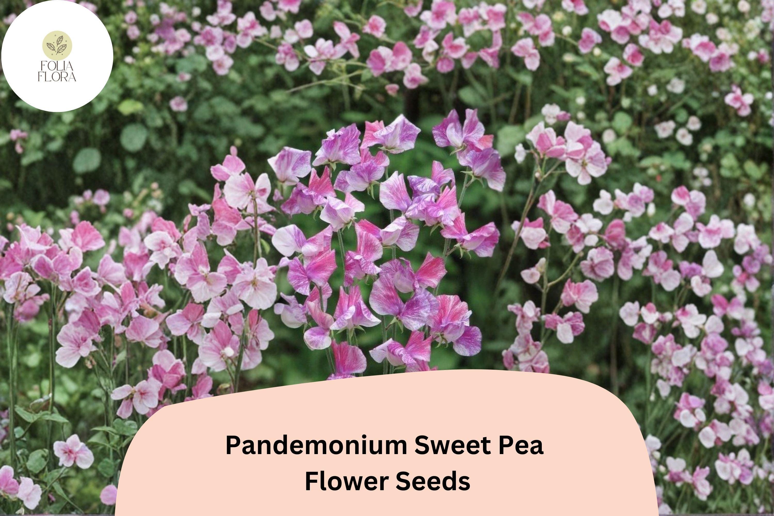 Pandemonium Sweet Pea Seeds | Lathyrus odoratus Climbing Flower Vine (50+ Seeds)