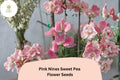 Pink Nines Sweet Pea Seeds | Lathyrus odoratus Climbing Vine (50+ Seeds) for Garden Planting
