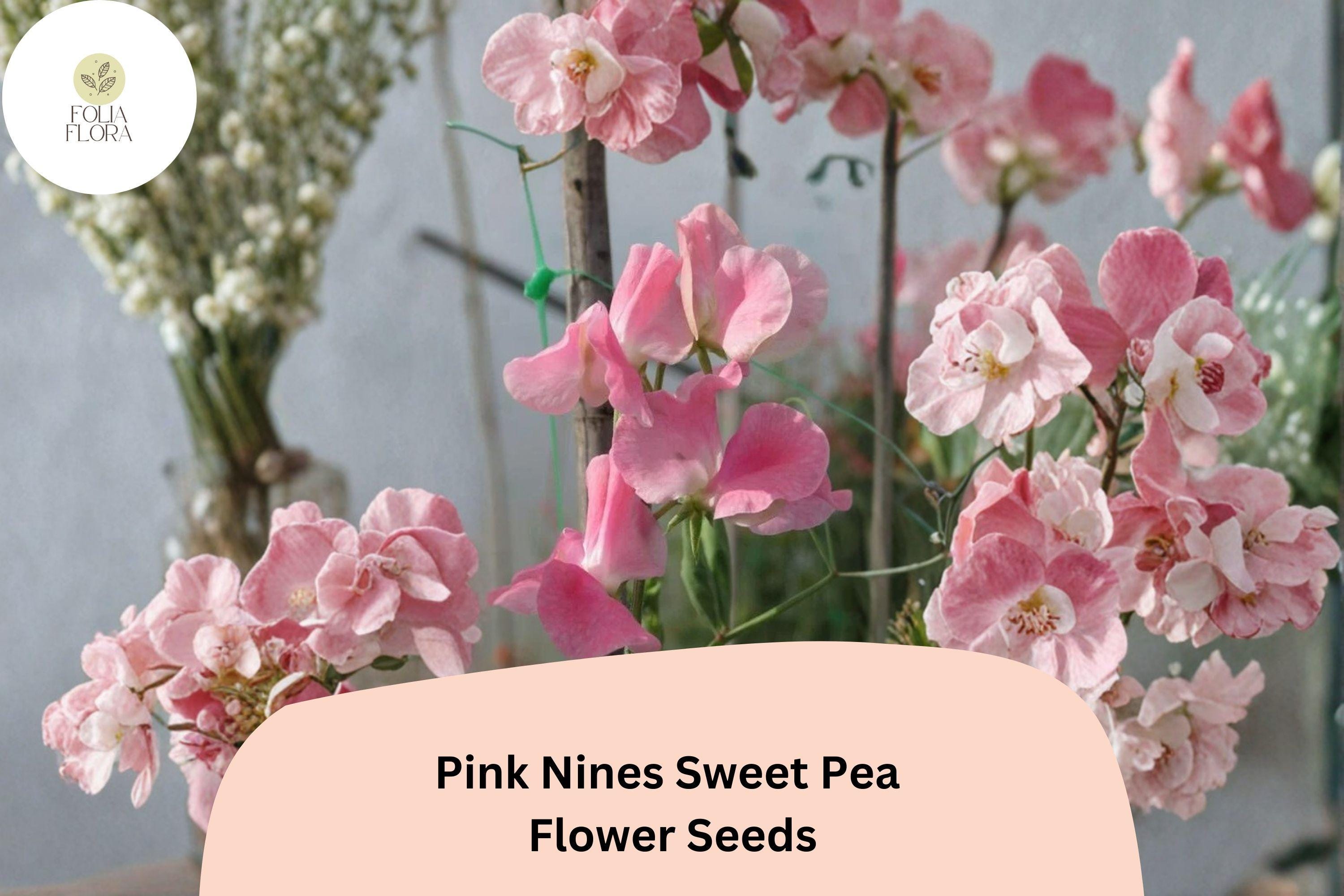 Pink Nines Sweet Pea Seeds | Lathyrus odoratus Climbing Vine (50+ Seeds) for Garden Planting