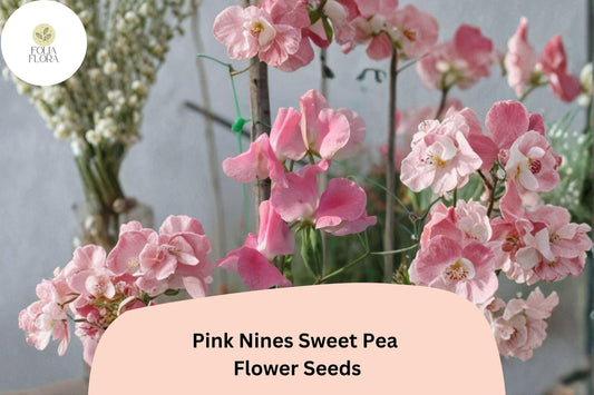 Pink Nines Sweet Pea Seeds | Lathyrus odoratus Climbing Vine (50+ Seeds) for Garden Planting