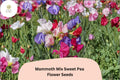 Mammoth Mix Sweet Pea Seeds | Lathyrus odoratus Tall Vine Mixed Colors Garden (50+ Seeds)