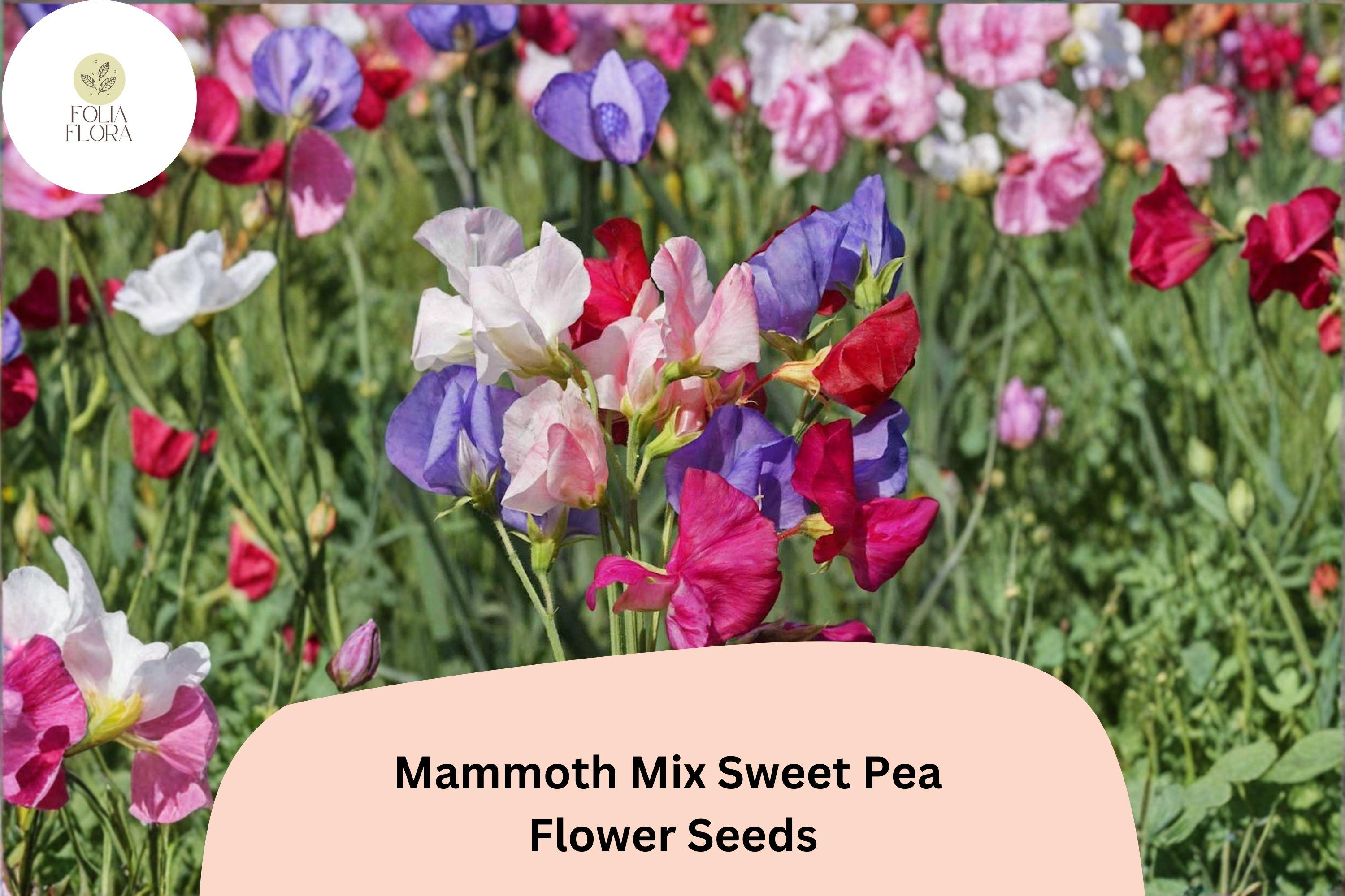 Mammoth Mix Sweet Pea Seeds | Lathyrus odoratus Tall Vine Mixed Colors Garden (50+ Seeds)