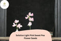Solstice Light Pink Sweet Pea Seeds | Climbing Vine