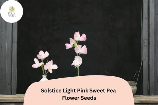 Solstice Light Pink Sweet Pea Seeds | Climbing Vine