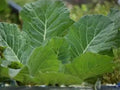Vates Collard Greens Seeds | Heirloom Cold Hardy Compact Plants | Blue-Green Leaves | 500 Seeds