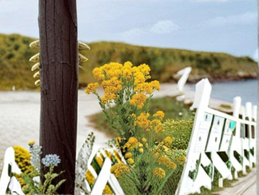 Oligoneuron Rigidum Stiff Goldenrod Seeds – Native Prairie Wildflower, Pollinator Plant, Drought-Tolerant Perennial