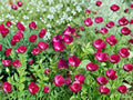 Callirhoe Involucrata Purple Poppy Mallow Seeds – Native North American Drought-Tolerant Groundcover, Perennial Wildflower, 10 Seeds