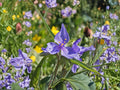 Tradescantia occidentalis Western Spiderwort Seeds – Native Prairie Wildflower, Blue-Purple Blooms, Drought-Tolerant Perennial Plant