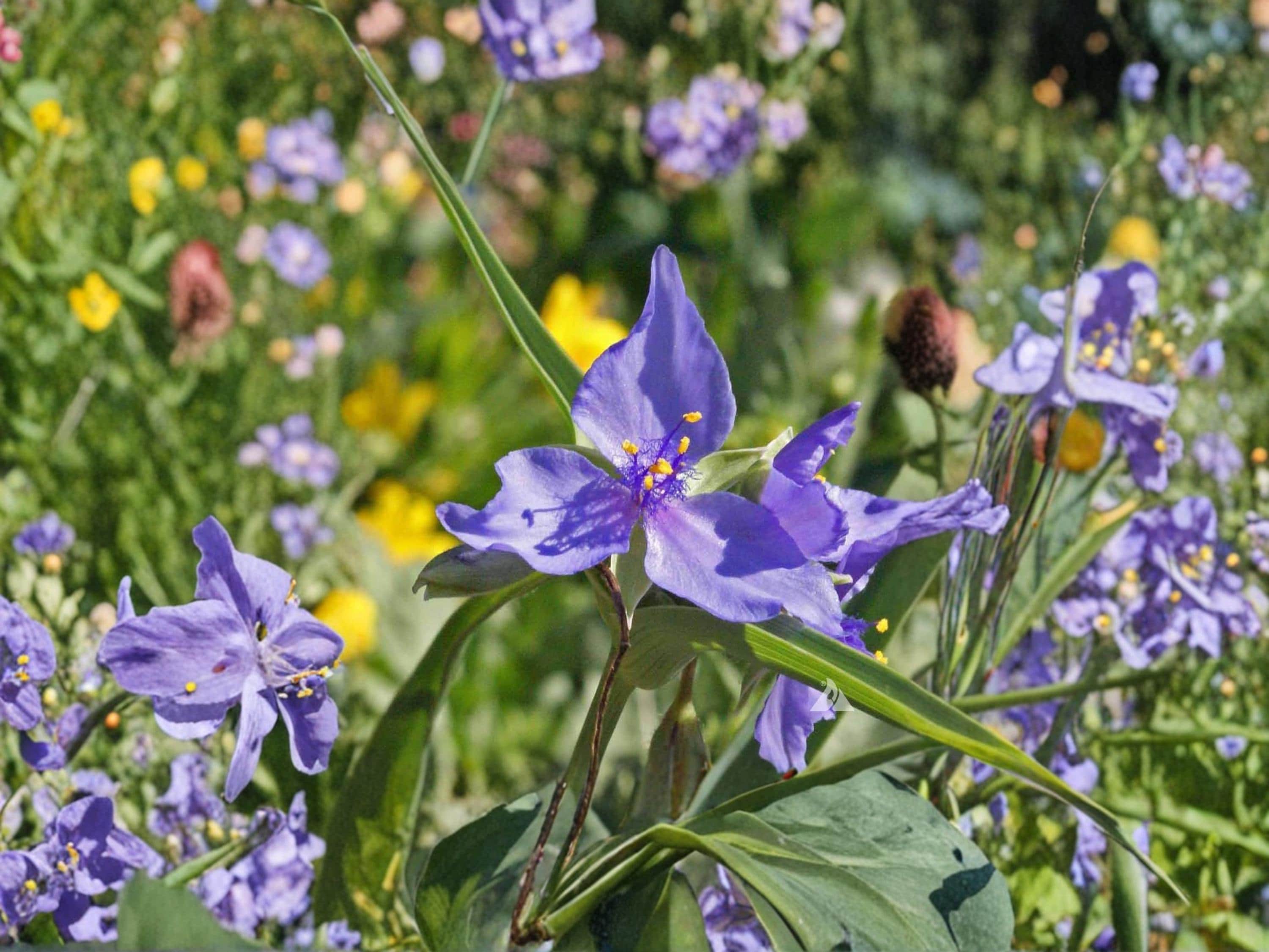 Tradescantia occidentalis Western Spiderwort Seeds – Native Prairie Wildflower, Blue-Purple Blooms, Drought-Tolerant Perennial Plant