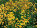White Yarrow Seeds – Achillea millefolium, Perennial Pollinator-Friendly Herb for Gardens, Borders, and Dried Arrangements
