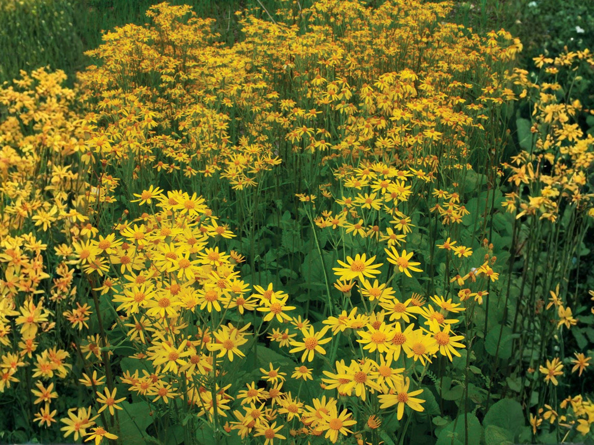 White Yarrow Seeds – Achillea millefolium, Perennial Pollinator-Friendly Herb for Gardens, Borders, and Dried Arrangements