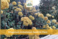 100 Eriogonum umbellatum Seeds | Sulfurflower Wildflower | Native Perennial Drought Tolerant Plant for Native Gardens