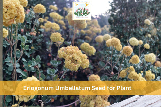 100 Eriogonum umbellatum Seeds | Sulfurflower Wildflower | Native Perennial Drought Tolerant Plant for Native Gardens
