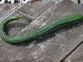 Chinese Snake Cucumber Seeds | Curved Long Asian Variety | Mild Crisp Flavor | Specialty Vegetable | 10 Seeds