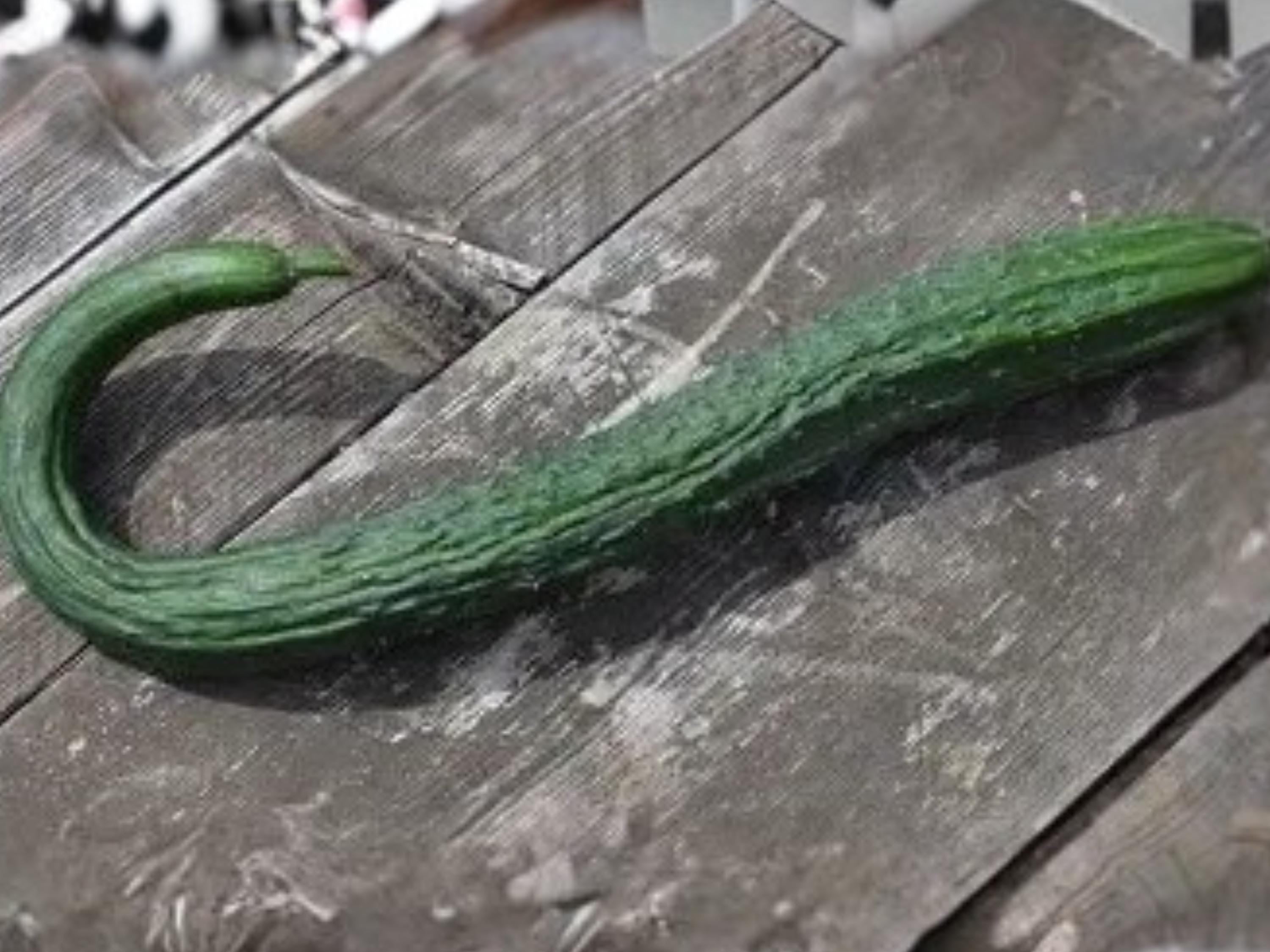 Chinese Snake Cucumber Seeds | Curved Long Asian Variety | Mild Crisp Flavor | Specialty Vegetable | 10 Seeds