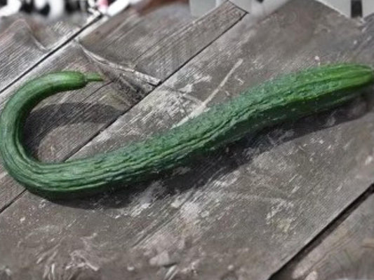 Chinese Snake Cucumber Seeds | Curved Long Asian Variety | Mild Crisp Flavor | Specialty Vegetable | 10 Seeds