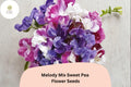 Melody Mix Sweet Pea Seeds | Lathyrus odoratus Mixed Color Flowers Garden Planting (50+ Seeds)