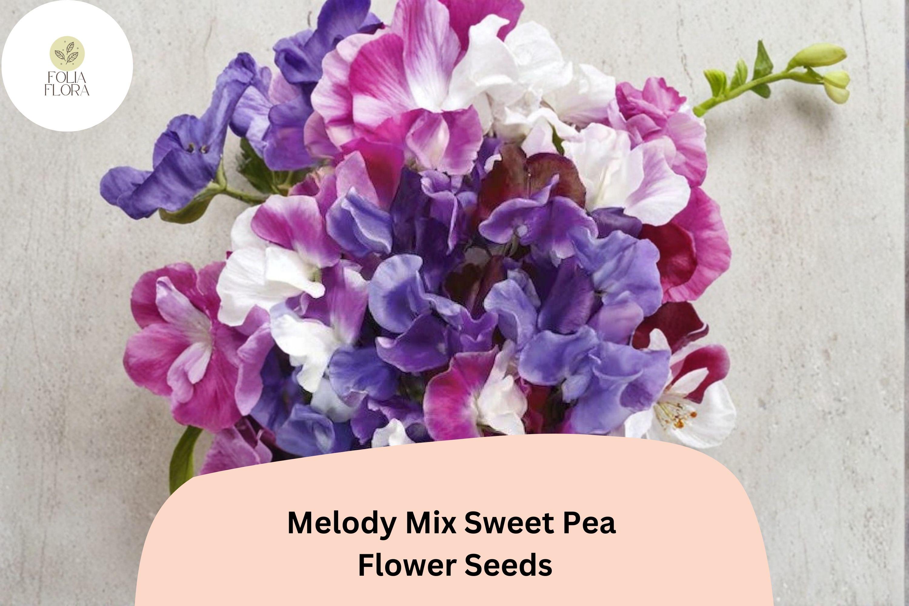 Melody Mix Sweet Pea Seeds | Lathyrus odoratus Mixed Color Flowers Garden Planting (50+ Seeds)