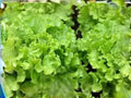 Broadleaf Batavian Endive Seeds | Escarole Type Salad Green | Heirloom Vegetable | Cool-Season Leafy Green