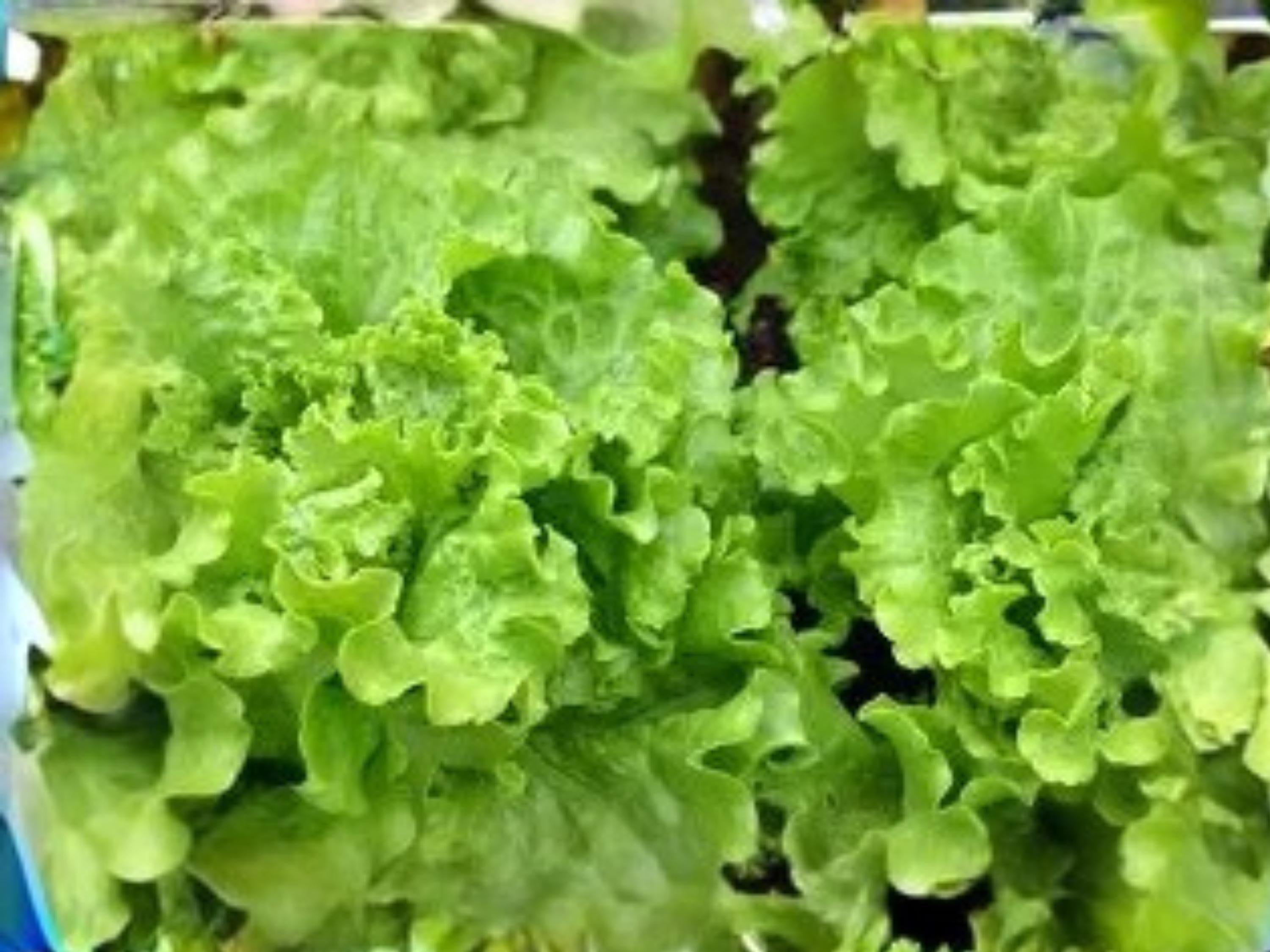 Broadleaf Batavian Endive Seeds | Escarole Type Salad Green | Heirloom Vegetable | Cool-Season Leafy Green