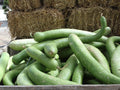 Snake Gourd Seeds - Long Curved Edible Asian Vegetable Lagenaria siceraria, 10 Seeds