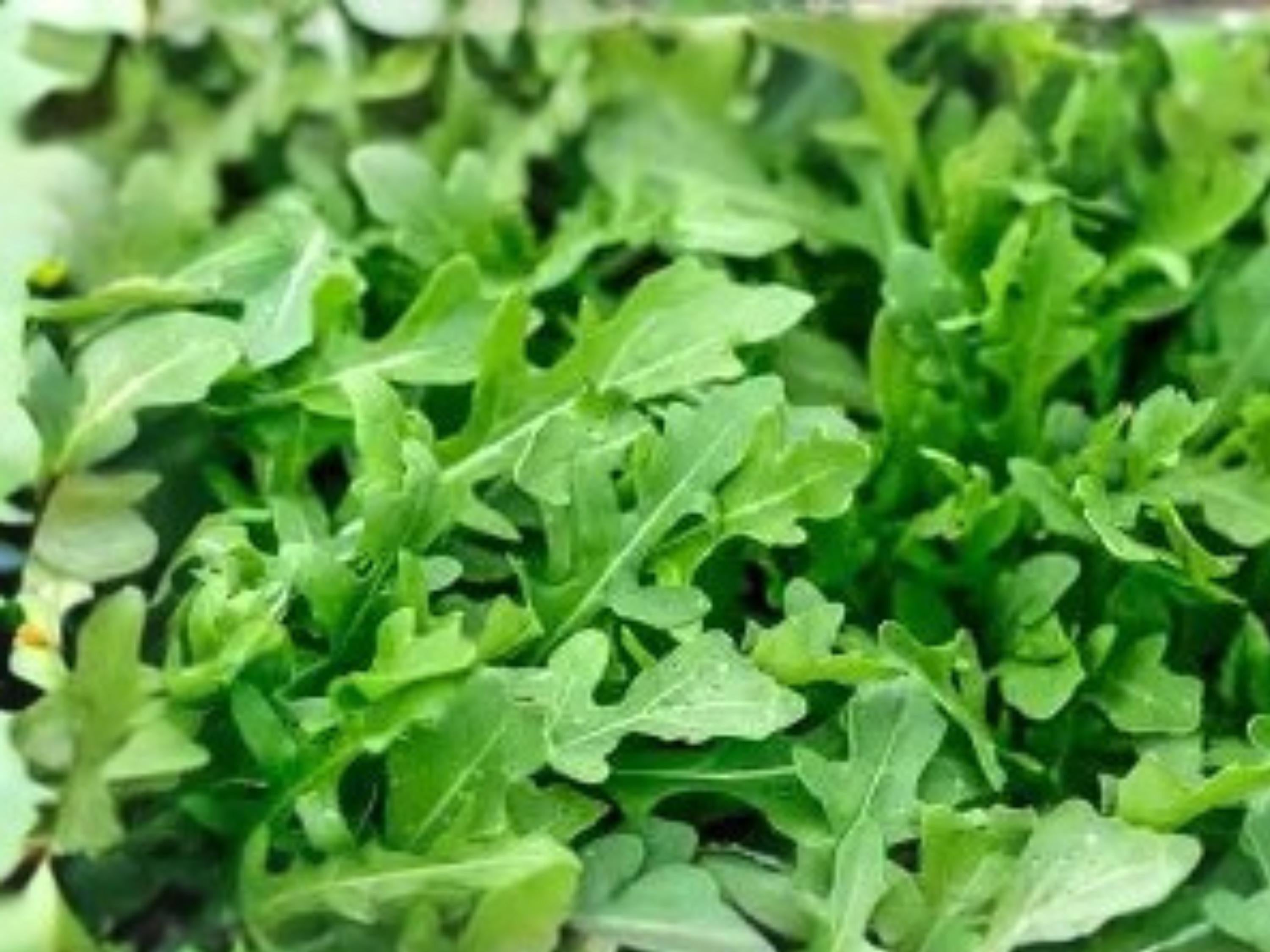 Arugula Seeds, Fast-Growing Peppery Rocket Salad Herb, 500 Seeds, Annual Leafy Green, Mediterranean Cuisine