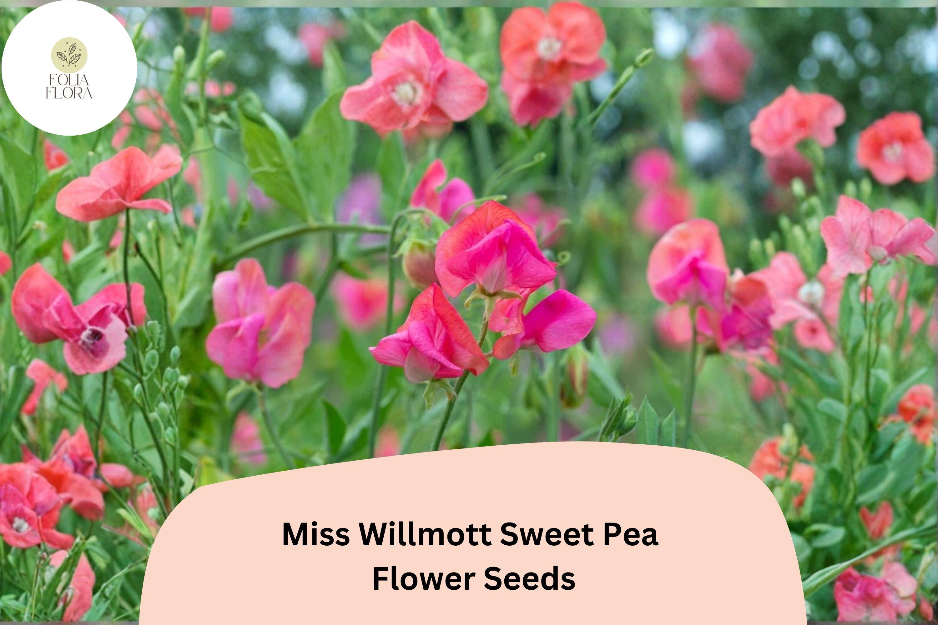 Miss Willmott Sweet Pea Seeds | Lathyrus odoratus Elegant Blooms Garden Planting (50+ Seeds)