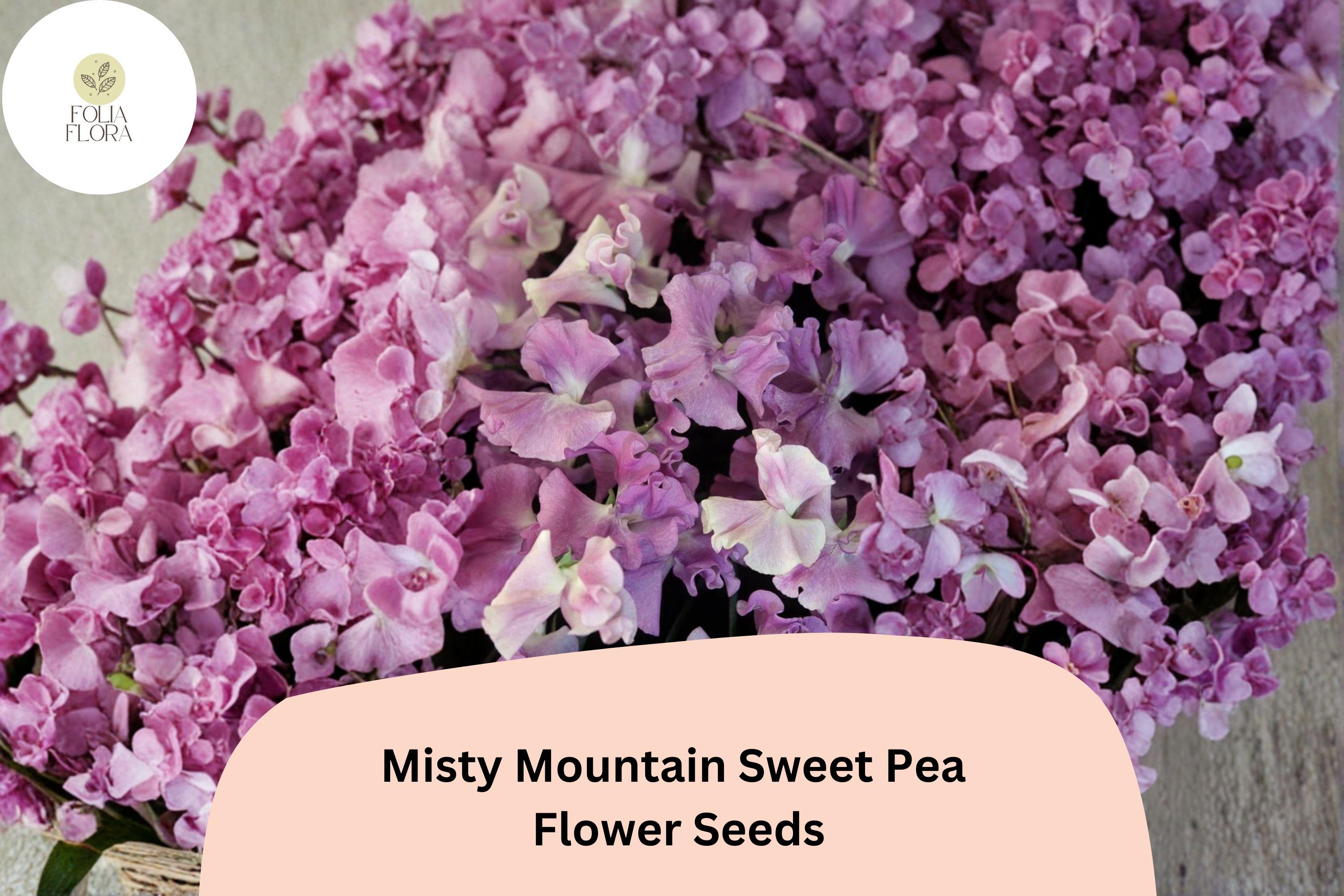 Misty Mountain Sweet Pea Seeds | Lathyrus odoratus Soft Pastel Blooms Garden Planting (50+ Seeds)