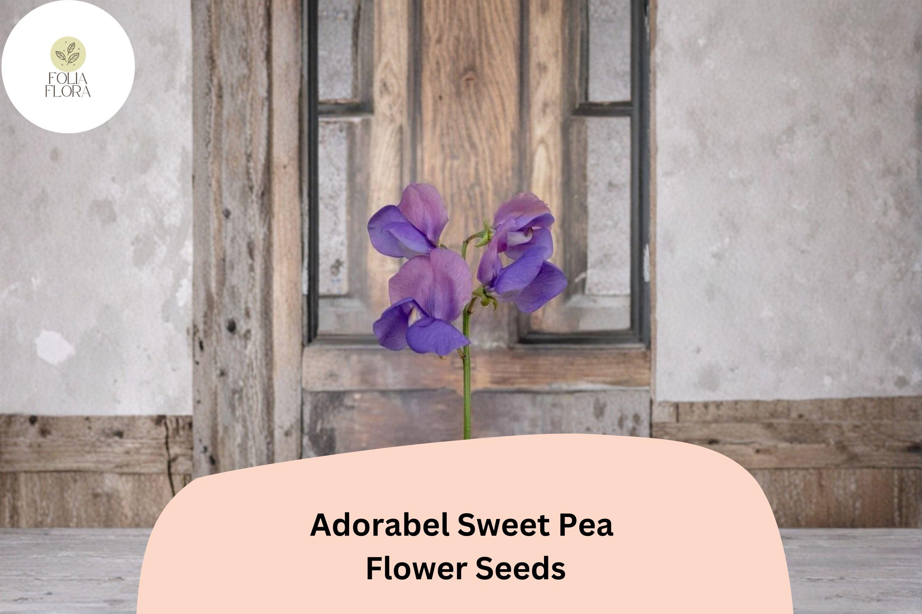 Adorabel Sweet Pea Seeds | Lathyrus odoratus Blooms Garden Planting (50+ Seeds)