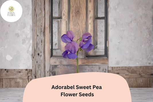 Adorabel Sweet Pea Seeds | Lathyrus odoratus Blooms Garden Planting (50+ Seeds)