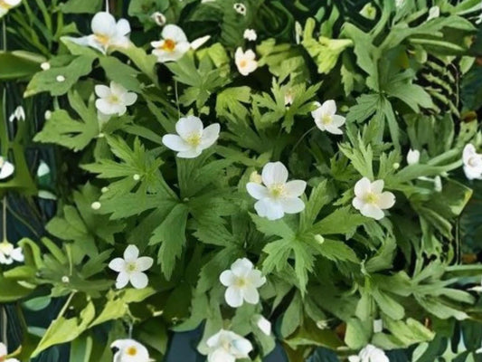 Anemone canadensis Seeds – Native Perennial Wildflower with White Spring Blooms – 25 Seeds