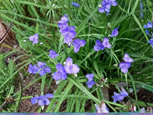Tradescantia bracteata Prairie Spiderwort Seeds – Native Perennial Wildflower with Blue Purple Blooms, 150 Seeds