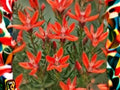 Castilleja integra Orange Paintbrush Seeds – Southwestern Native Wildflower with Bright Orange-Red Bracts, Attracts Pollinators, 100 Seeds