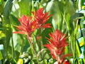 Castilleja linariifolia Seeds – Desert Paintbrush Native Wildflower for Prairie, Desert, and Restoration Gardens