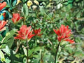 Castilleja miniata Giant Red Indian Paintbrush Seeds – Native Perennial Wildflower for Hummingbird Gardens