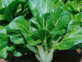 Pak Choi Seeds – 500 Heirloom Non-GMO Asian Greens, Tatsoi, Leafy Green, Cool-Weather, Organic Gardening