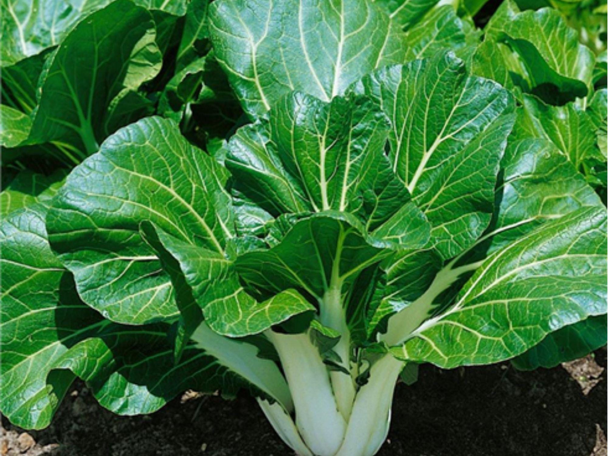Pak Choi Seeds – 500 Heirloom Non-GMO Asian Greens, Tatsoi, Leafy Green, Cool-Weather, Organic Gardening