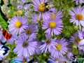 Aromatic Aster Seeds – Symphyotrichum oblongifolium – Native Wildflower for Pollinator Gardens – 100 Seeds