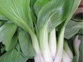 Bok Choy Seeds – 500 Non-GMO Asian Vegetable Seeds, Pak Choi Taisai, Edible Garden, Heirloom, Cold-Hardy, Organic, Fast-Growing