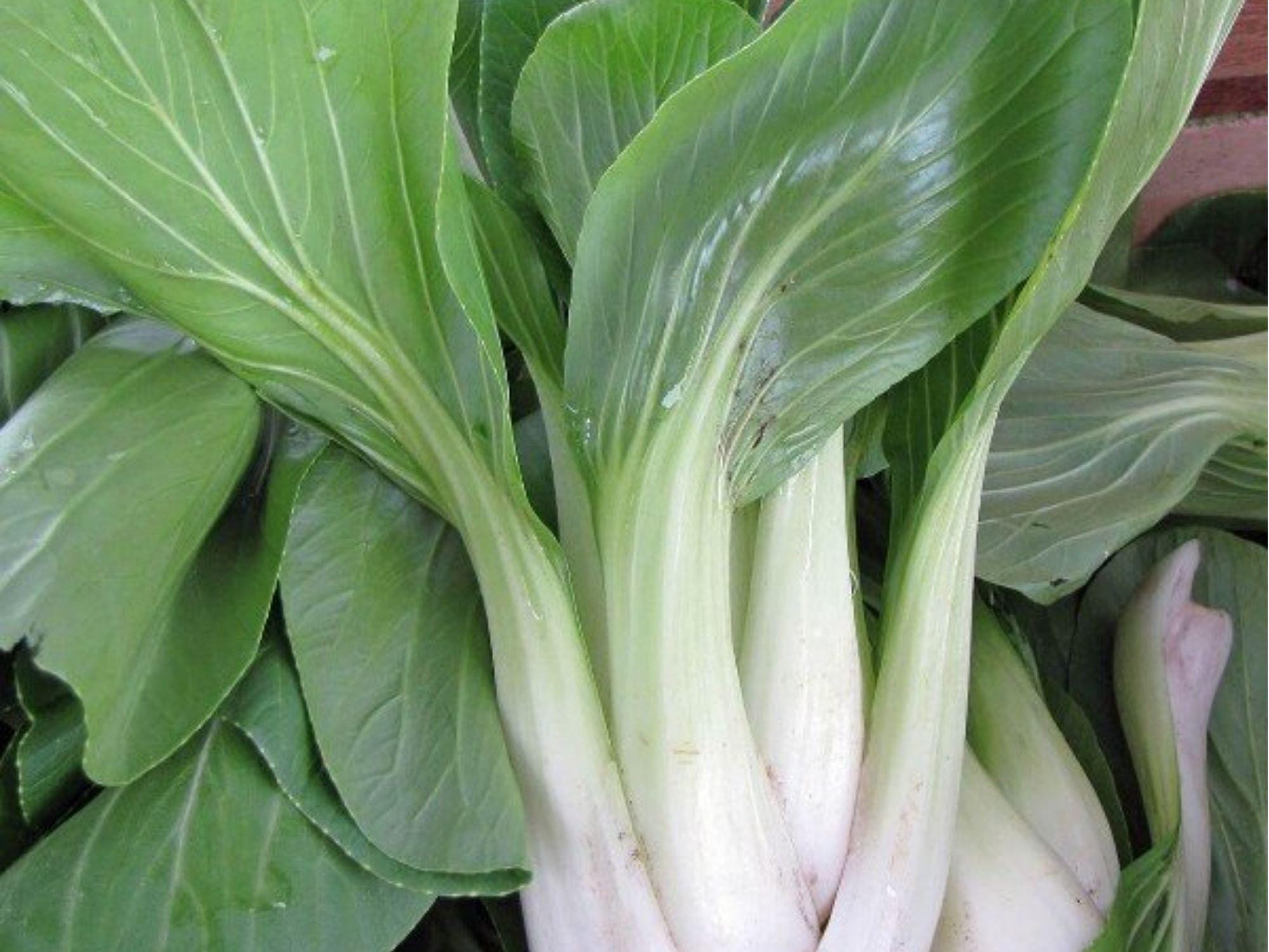 Bok Choy Seeds – 500 Non-GMO Asian Vegetable Seeds, Pak Choi Taisai, Edible Garden, Heirloom, Cold-Hardy, Organic, Fast-Growing